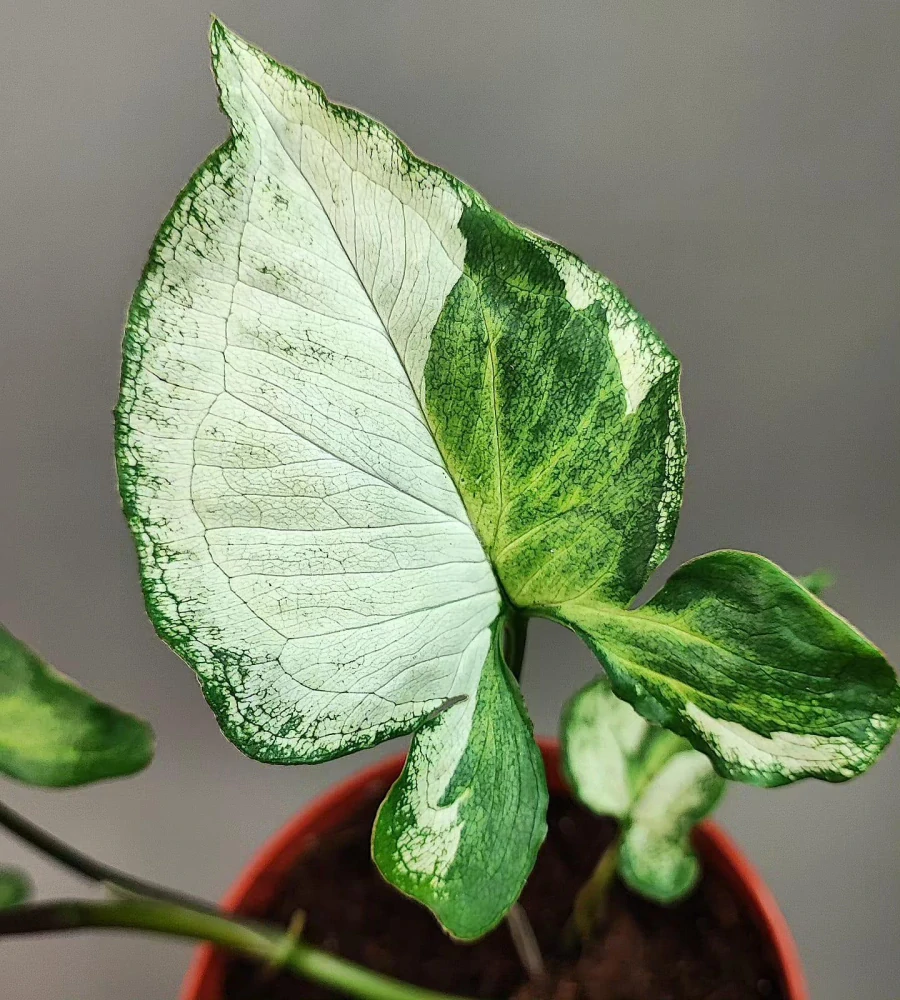 Syngonium Three Kings