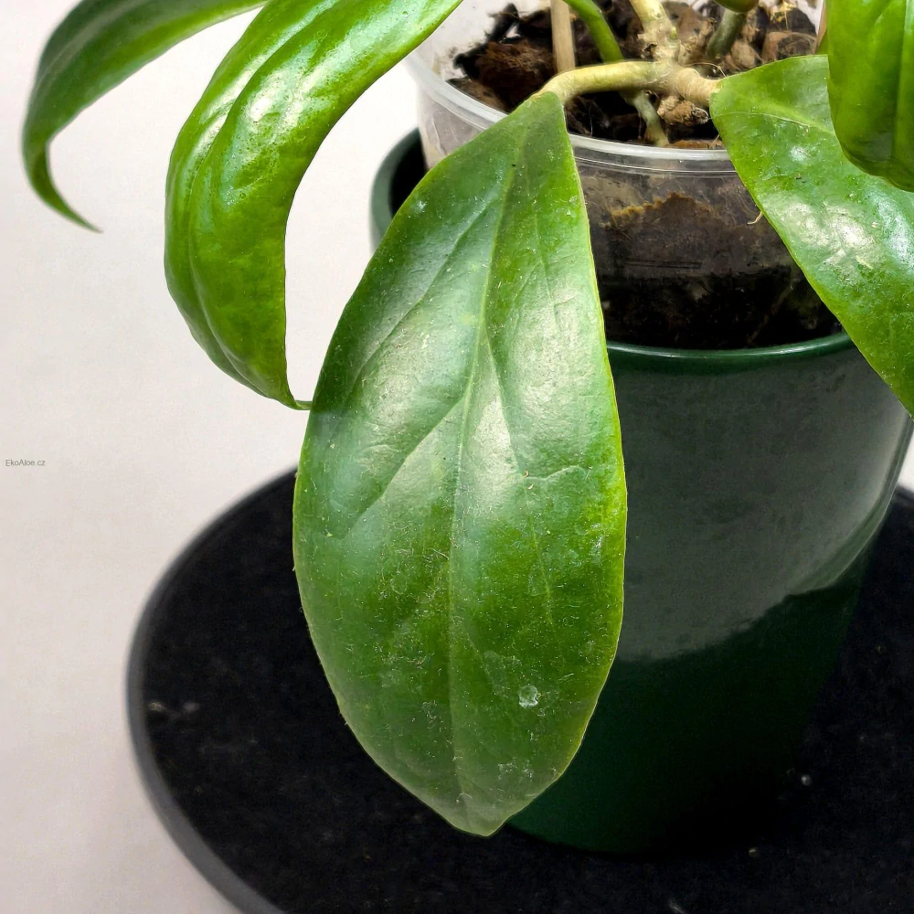 Hoya Macgregorii