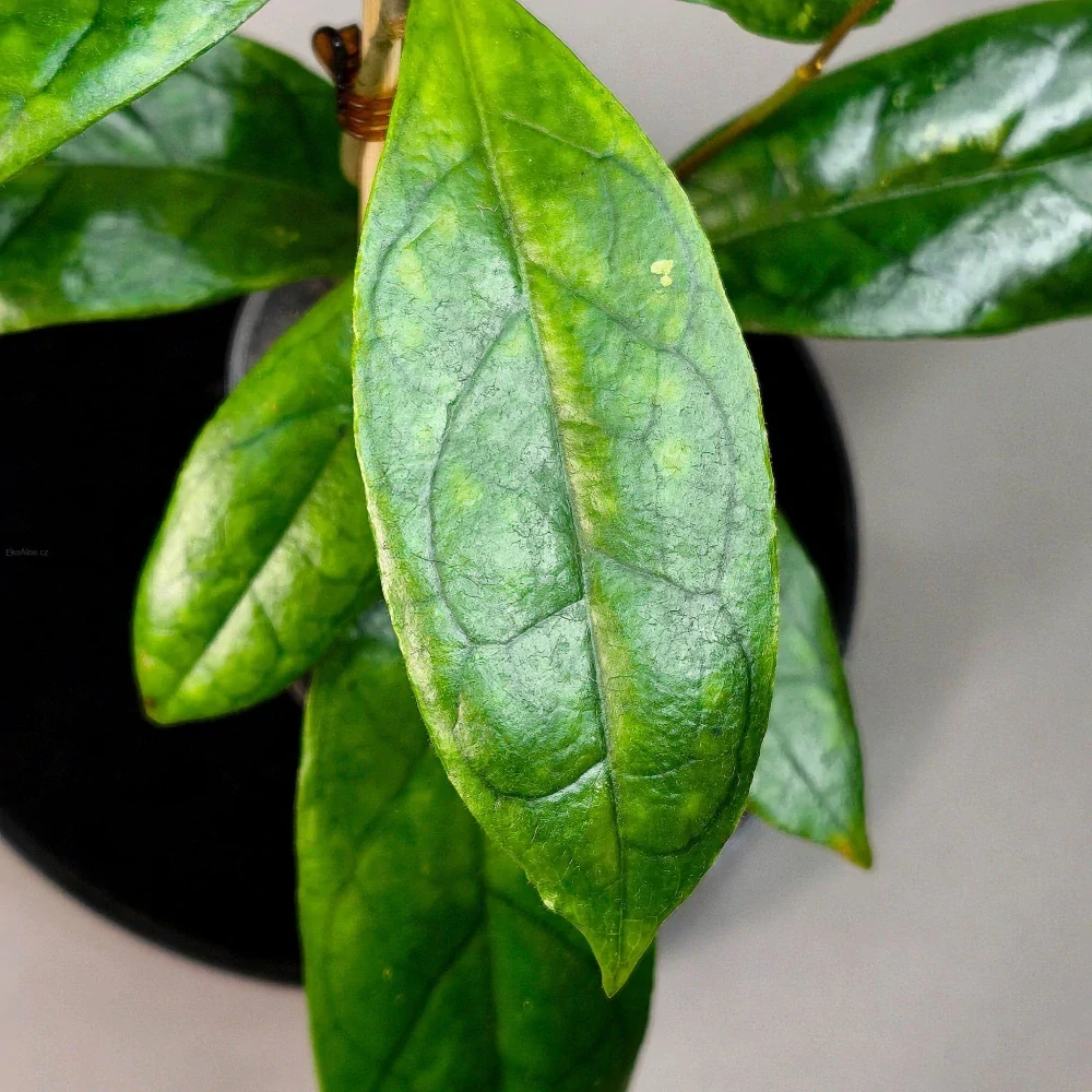Hoya finlaysonii Laila