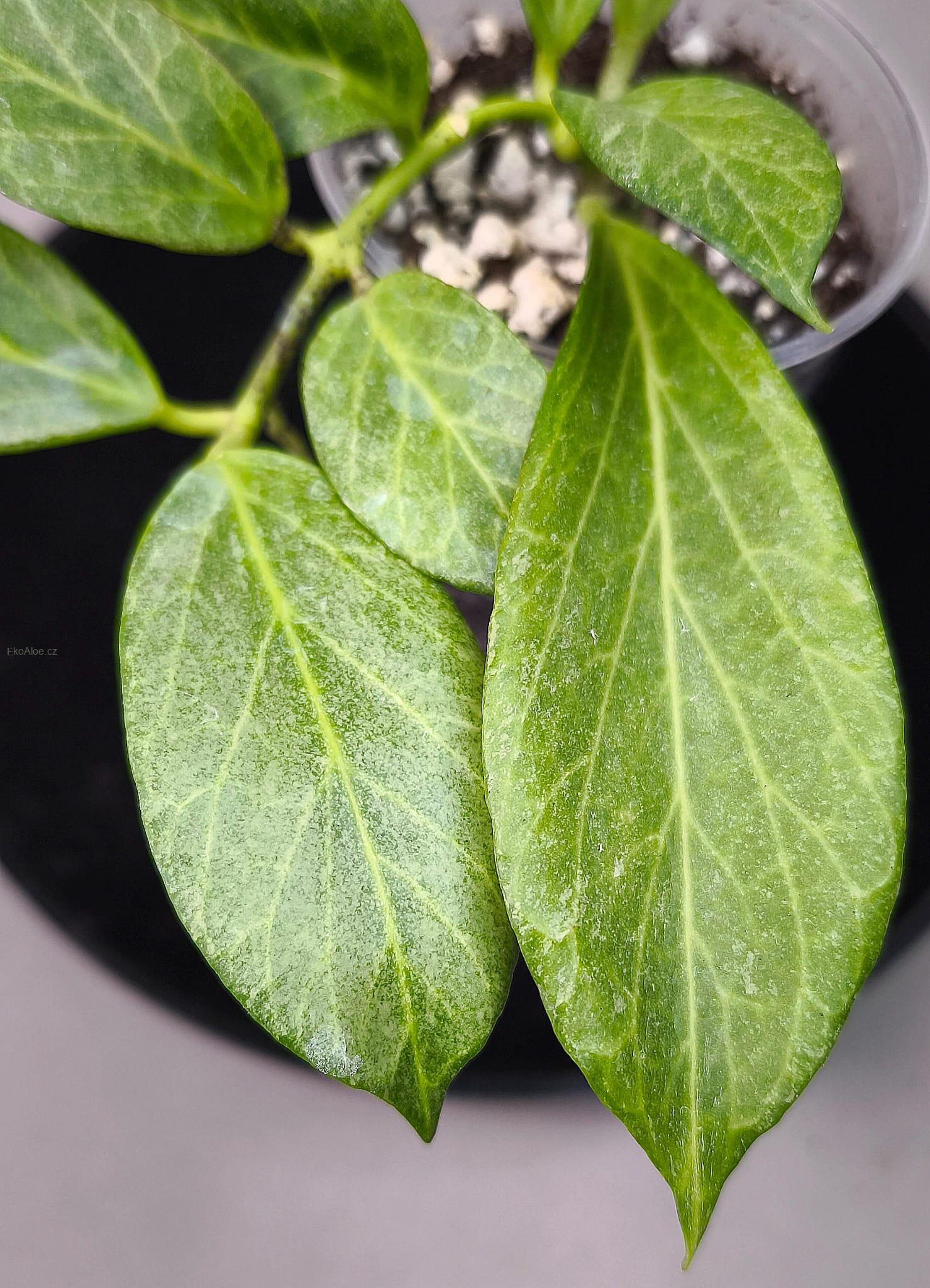 Hoya obscura silver