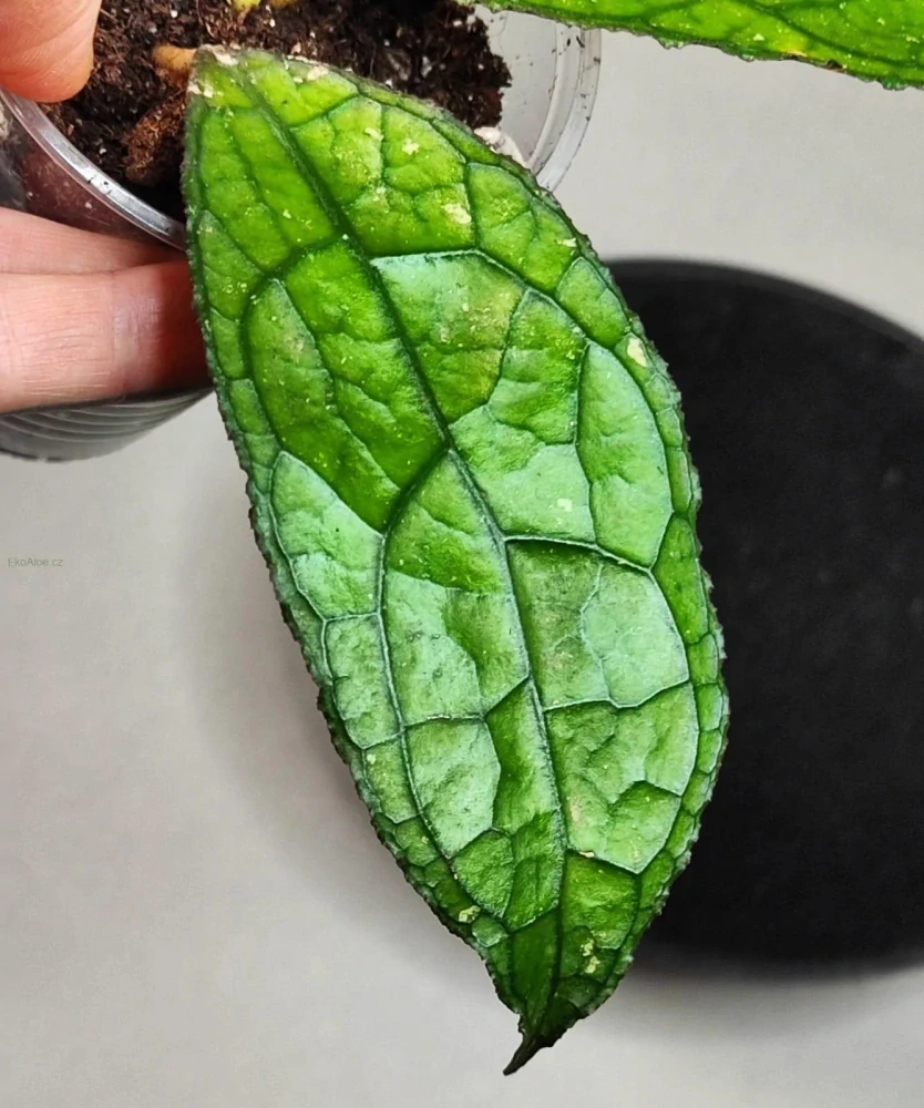 Hoya clemensiorum sumatra