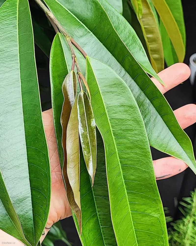 Ficus binnendjikii Amstel King XL