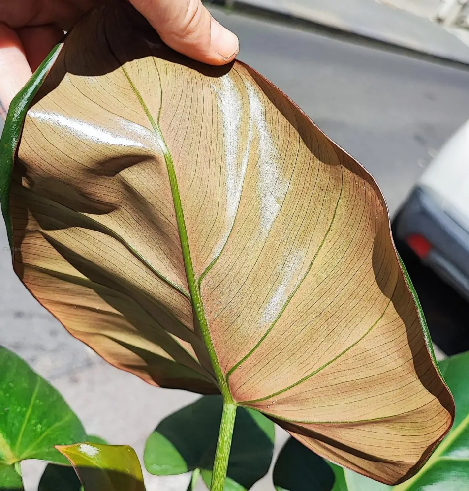 Philodendron Summer Glory