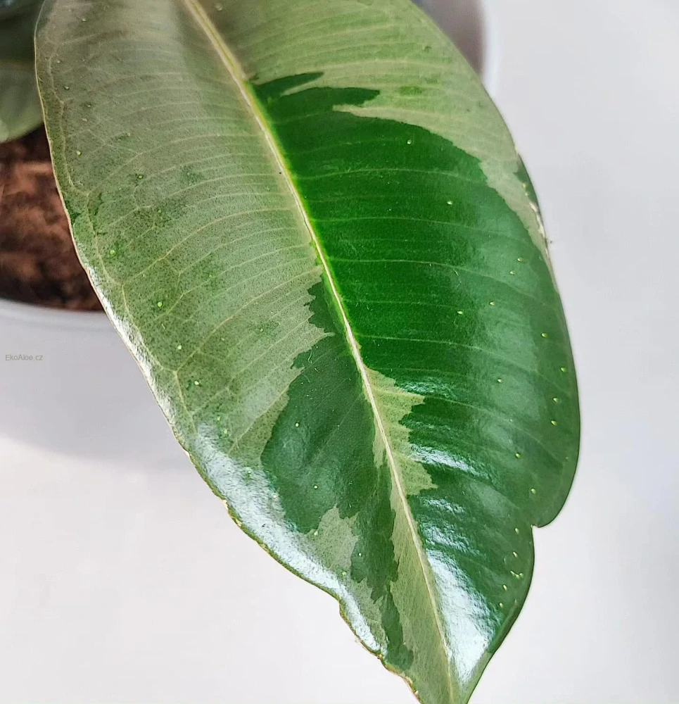 Ficus elastica Pink camouflage