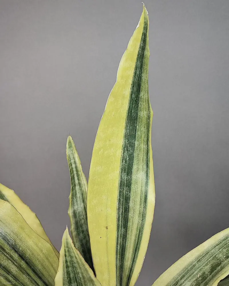 Sansevieria aubrytiana Yellowstone