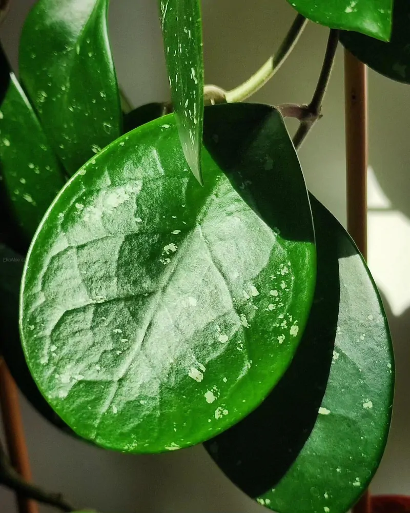 Hoya David's Green Cup řízek k zakořenění