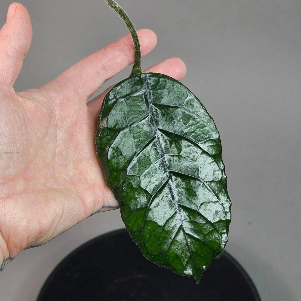 Hoya villosa Cao Bang Vietnam řízek k zakořenění.