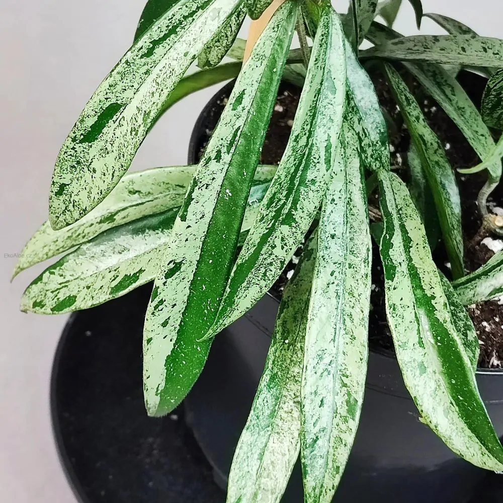 Hoya cv. Minibelle silver splash Řízek k zakořenění