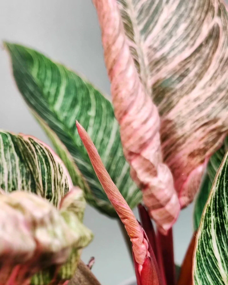Philodendron Pink Bikini