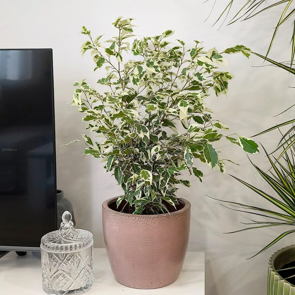 Ficus benjamina Twilight