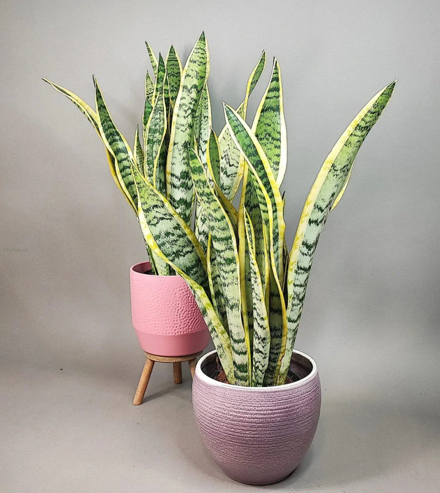 Sansevieria trifasciata Laurentii