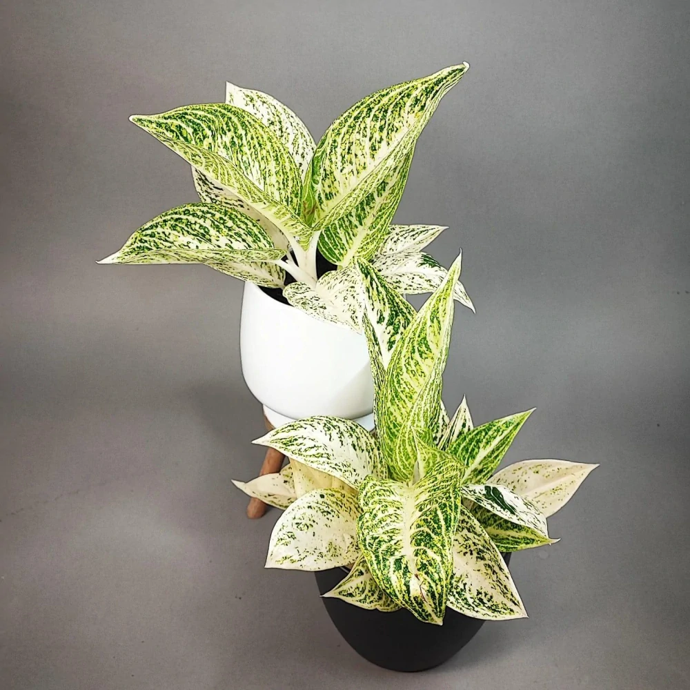 Aglonema white Tiara