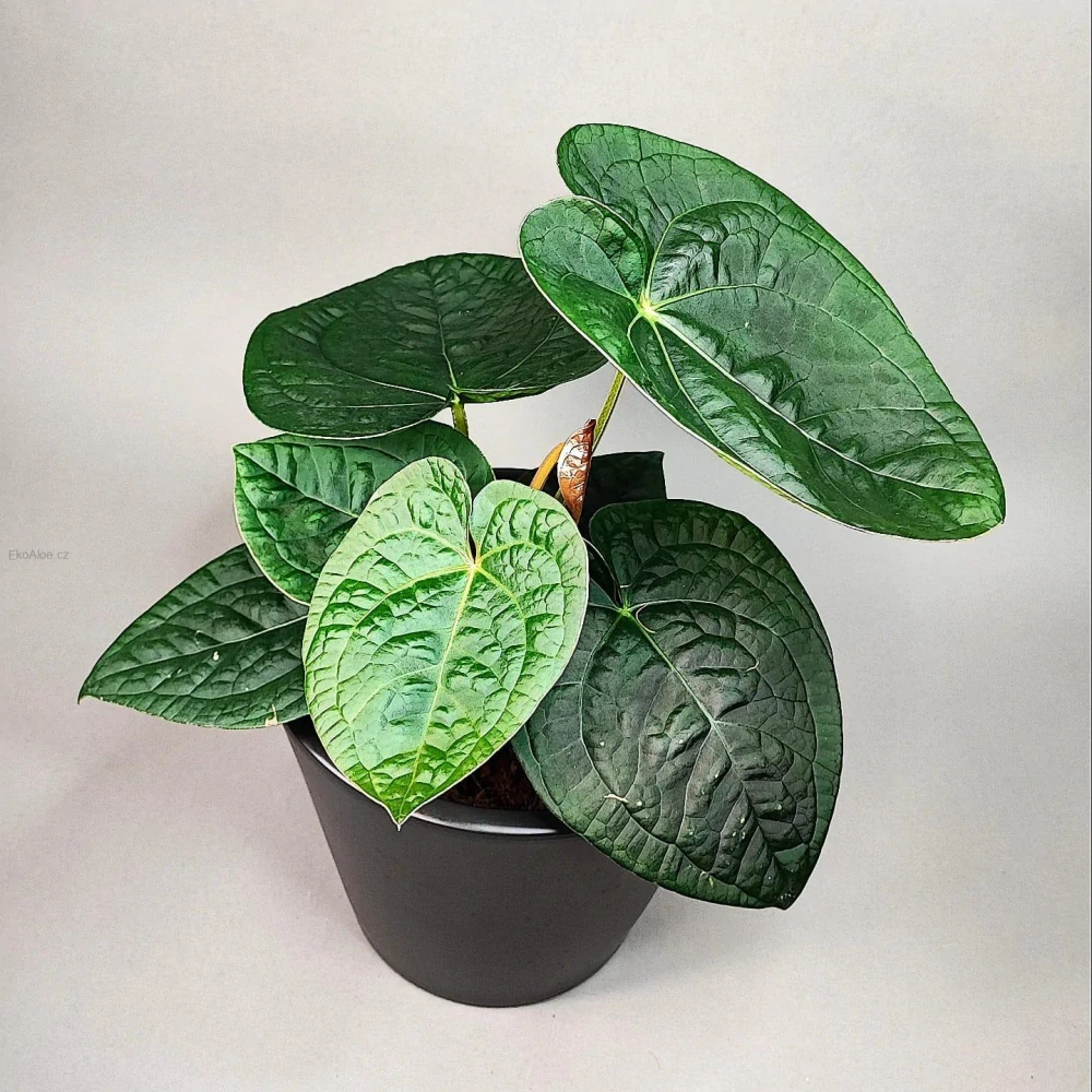 Anthurium Magnificum x Luxurians