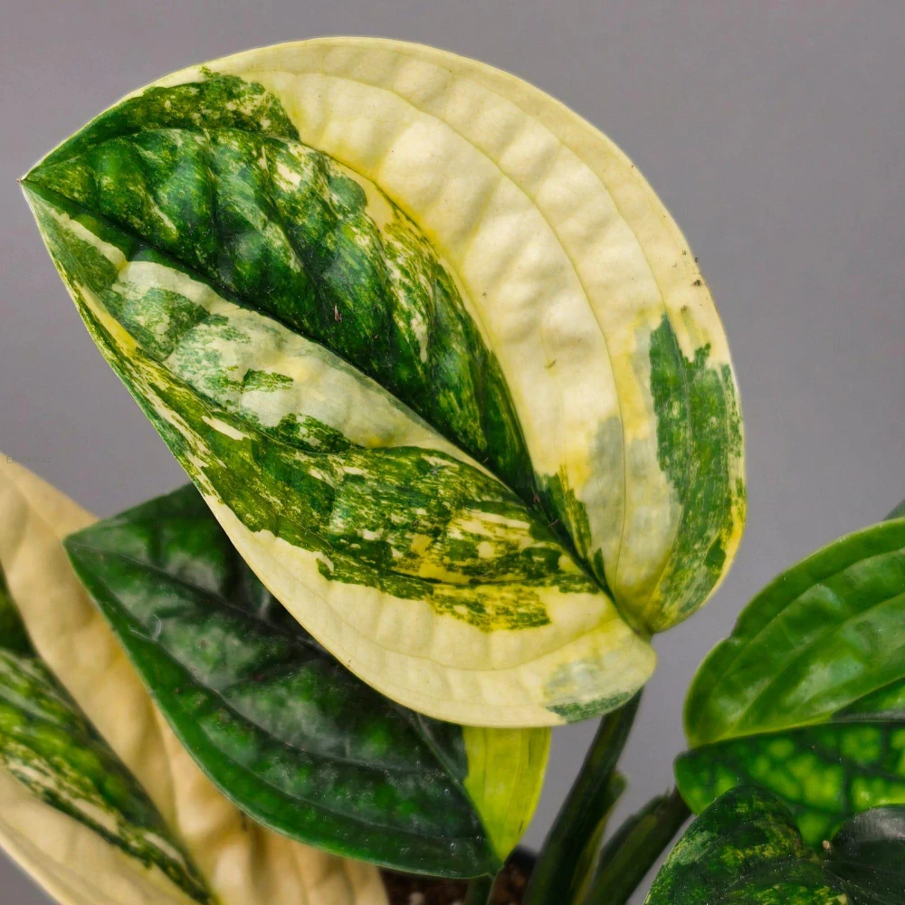 Monstera Karstenianum 'Peru' Variegata