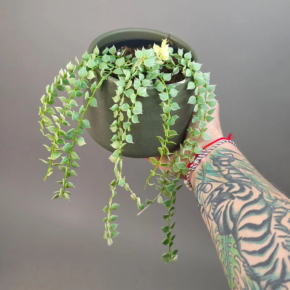 Dischidia Million Hearts