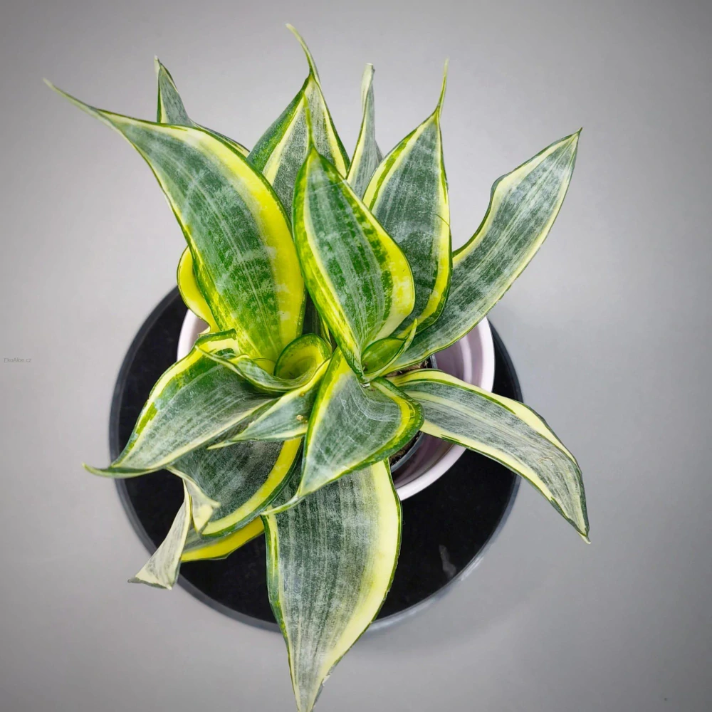 Sansevieria Gold Dust Hi color