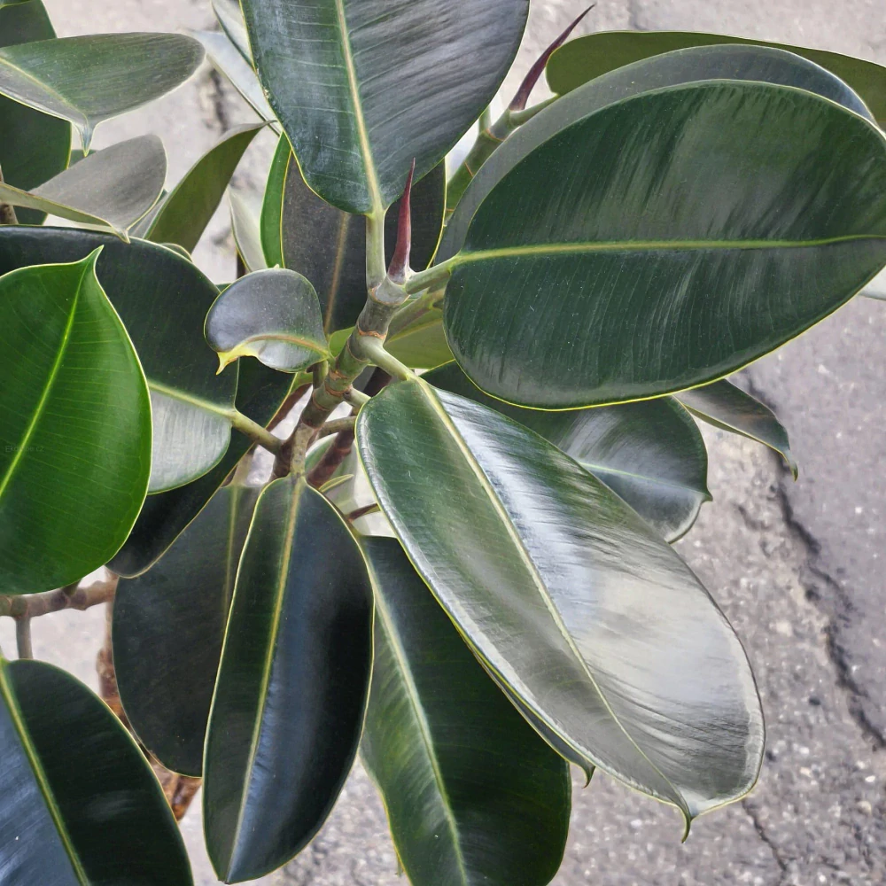 Ficus elastika Abidjan