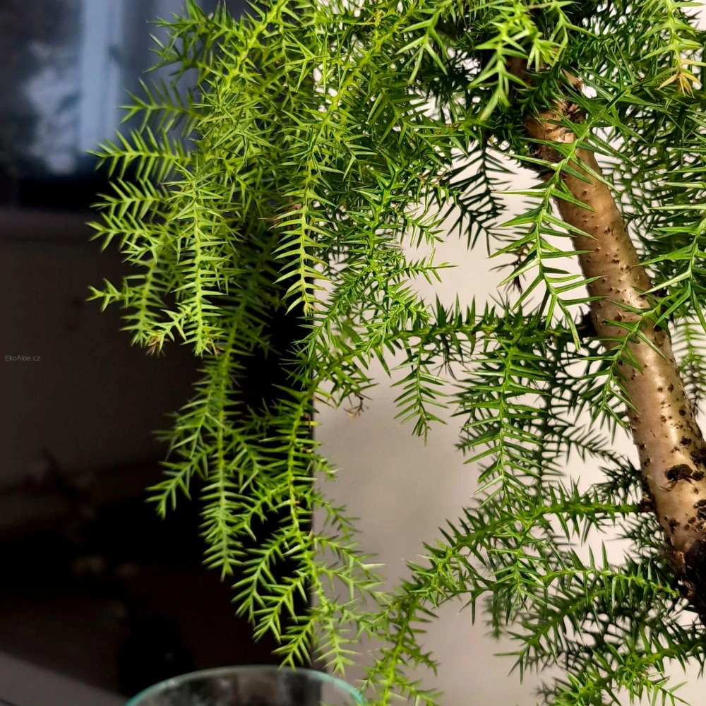 Araucaria Cunninghamii Bonsai