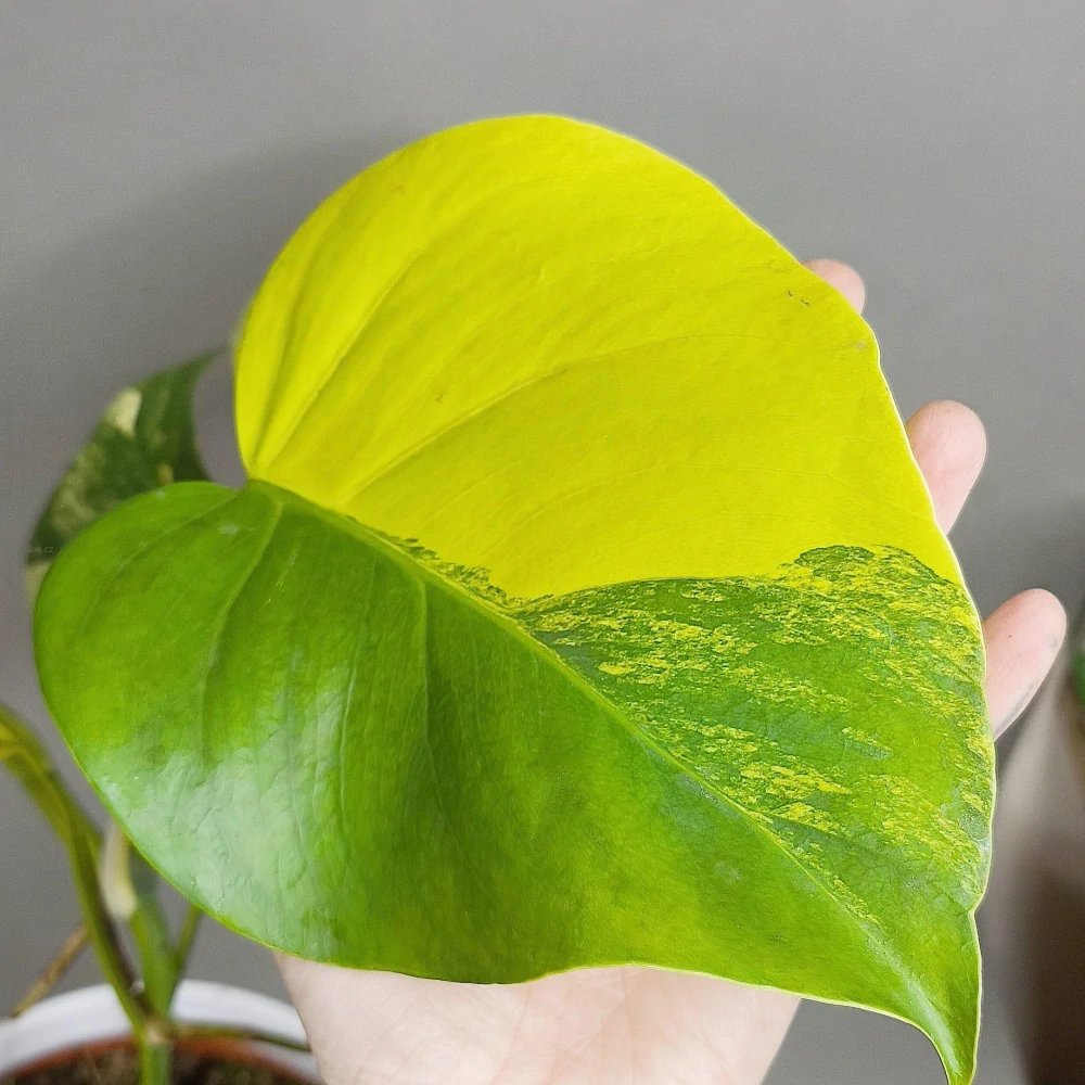 Monstera Aurea (Marmorata)