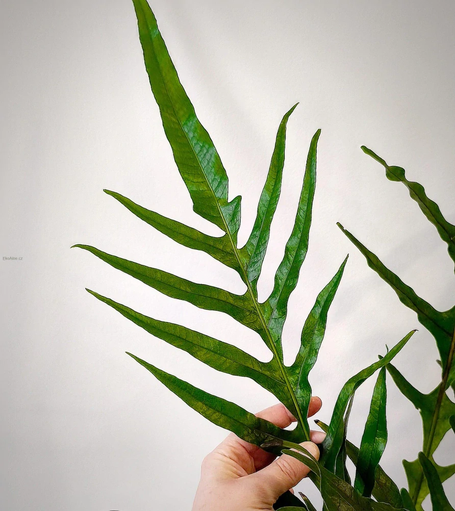 Aglaomorpha Snake Leaf