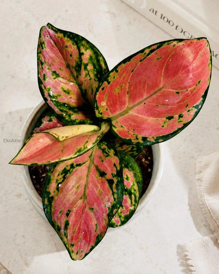 Aglaonema Lucky Red