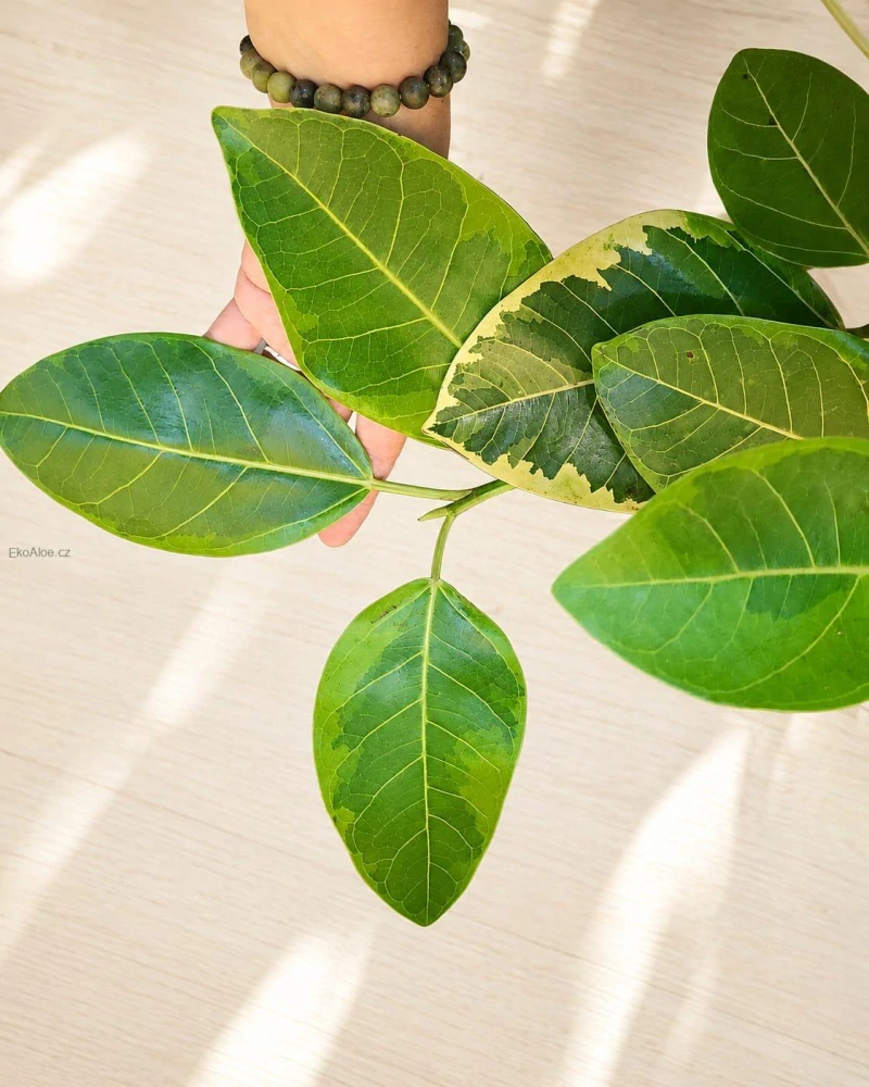 Ficus altissima Variegata – Twisted