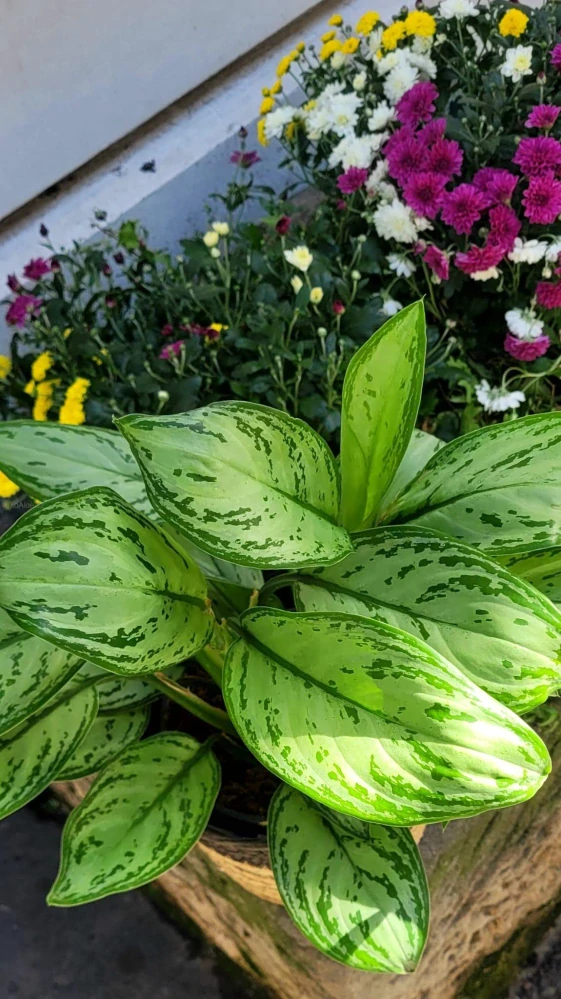 Aglaonema Maria Christina
