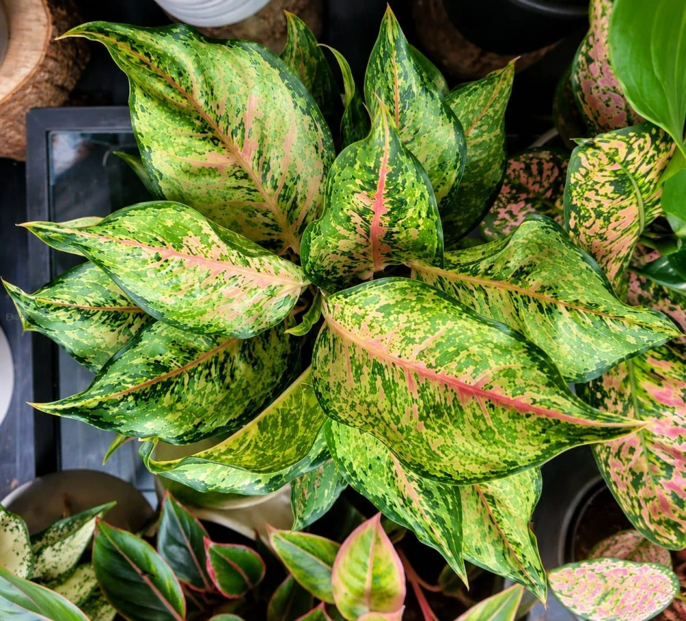 Aglaonema Green Papaya
