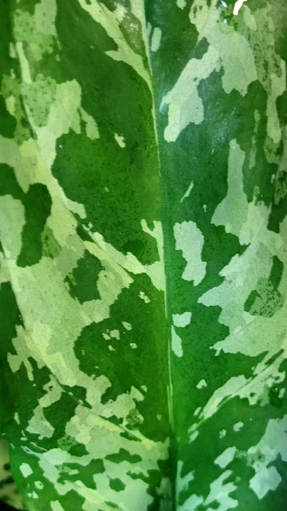 Aglaonema Green Lady