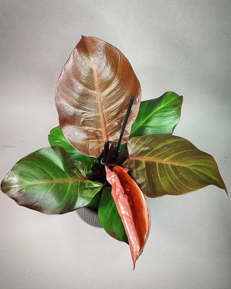 Philodendron erubescens Red cherry