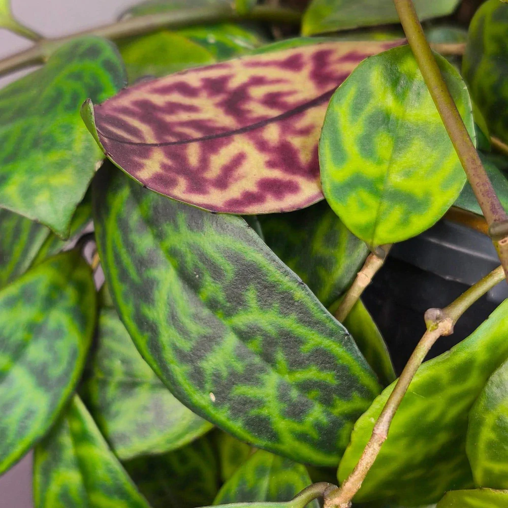 Aeschynanthus marmoratus XXL