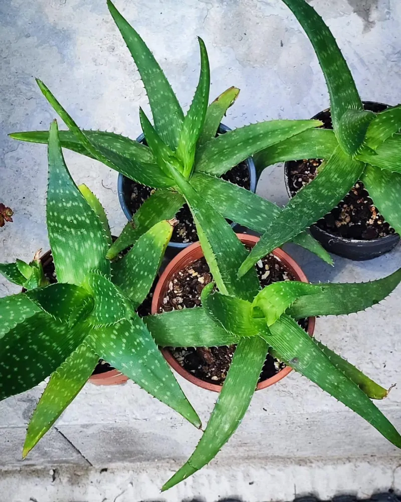 Pravá poctivá domácí Aloe Vera