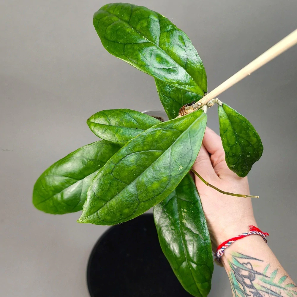 Hoya finlaysonii Laila
