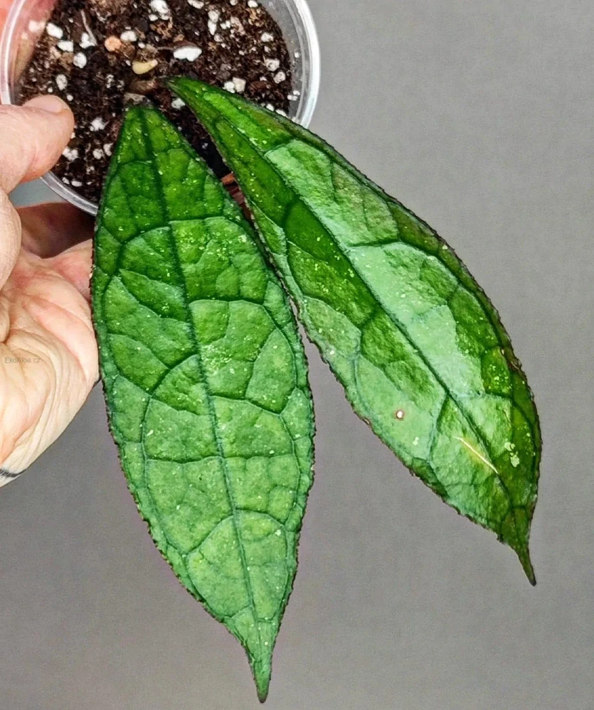 Hoya clemensiorum sumatra
