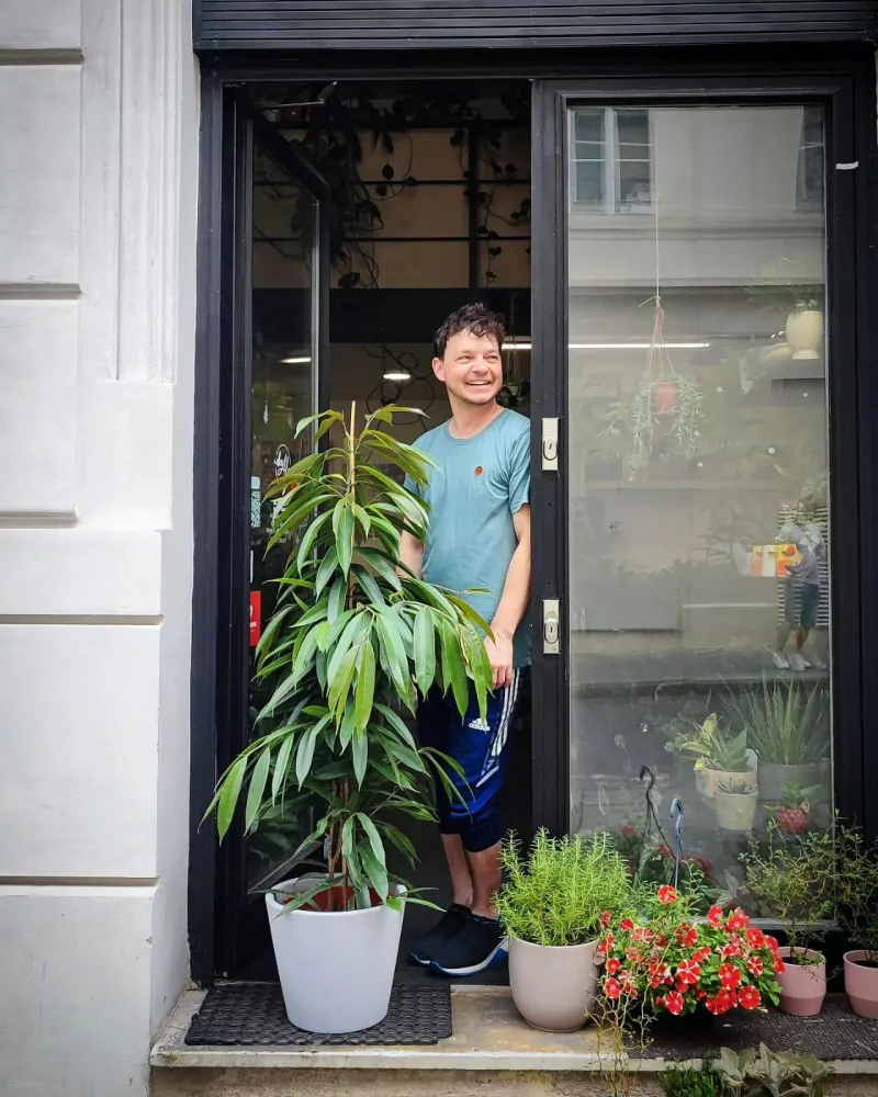 Ficus binnendjikii Amstel King XL