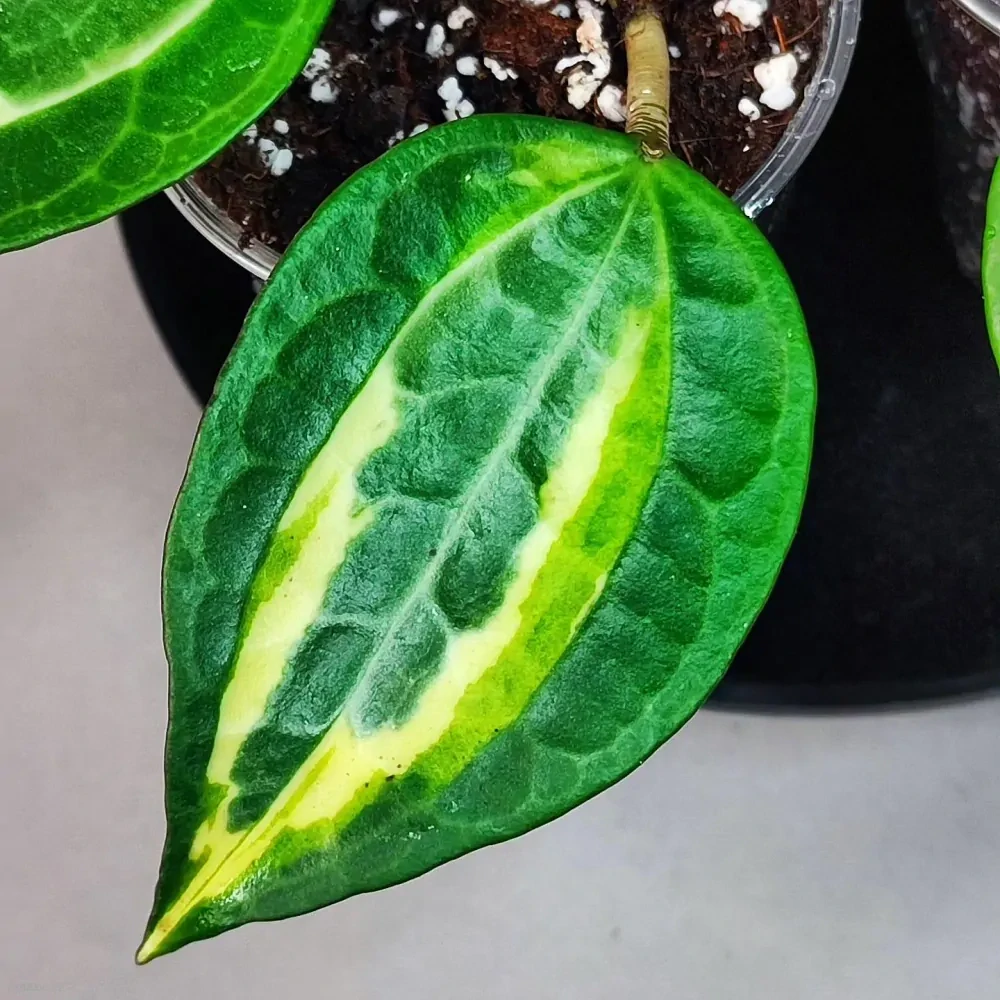 Hoya Macrophylla Pot of Gold