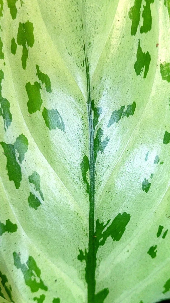 Aglaonema Silver Queen