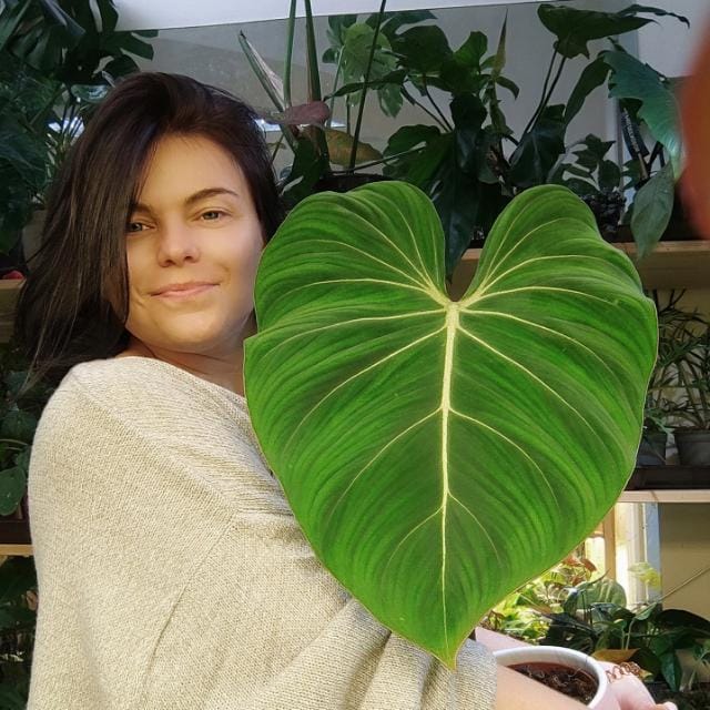 Zákaznická zelená linka - Viky