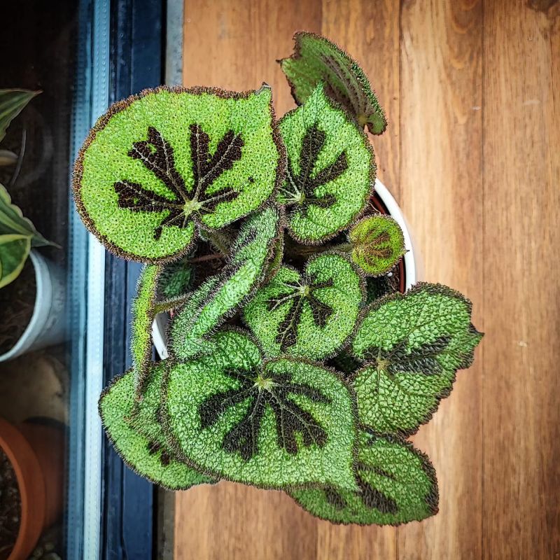 Begonia Masoniana Mountain
