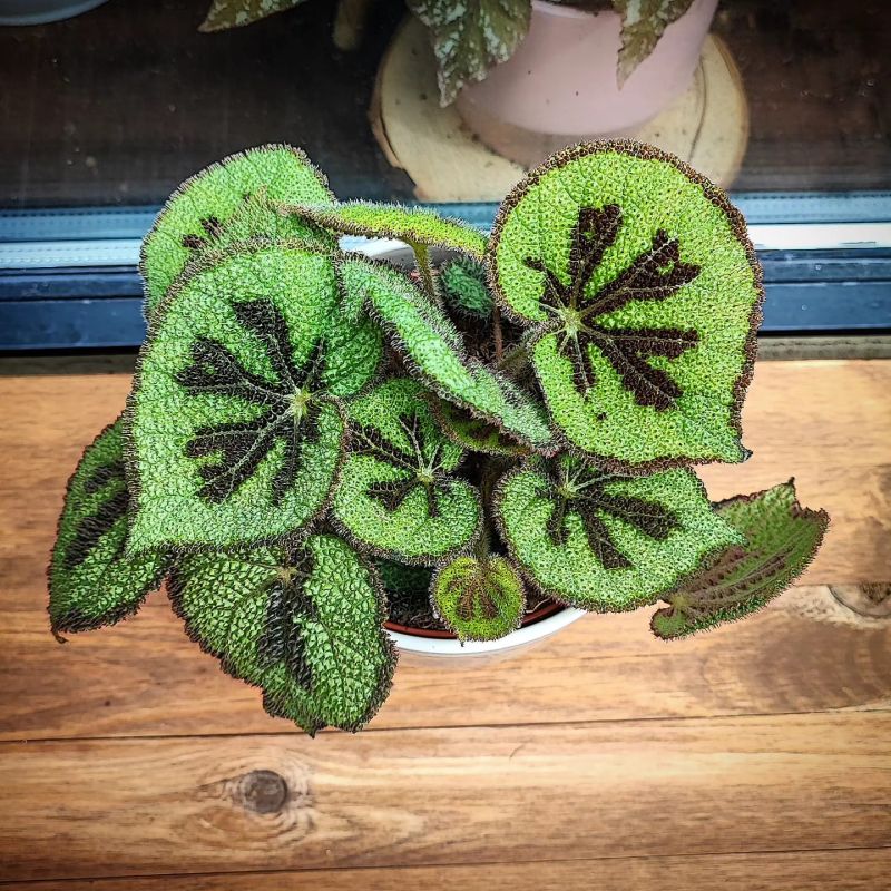 Begonia Masoniana Mountain