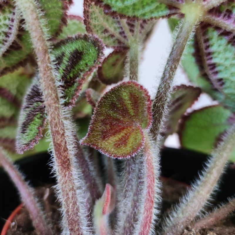 Begonia Masoniana Mountain