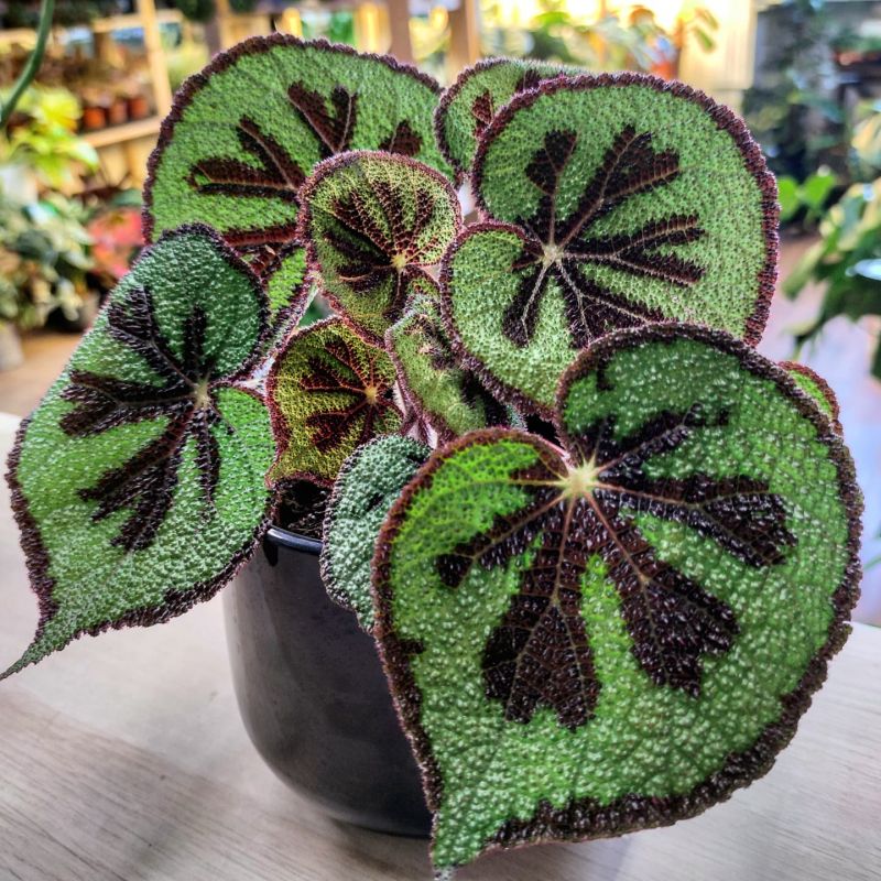 Begonia Masoniana Mountain