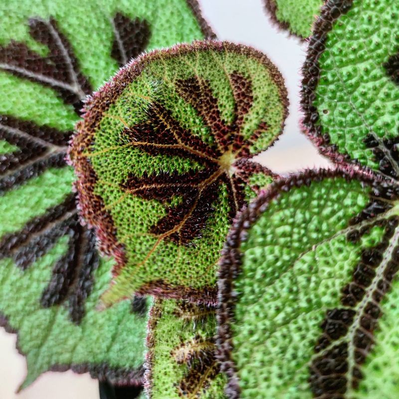 Begonia Masoniana Mountain