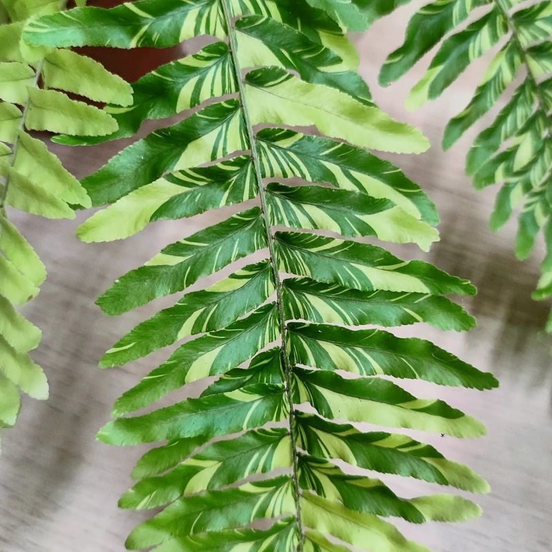 Nephrolepsis exaltata variegata XXL