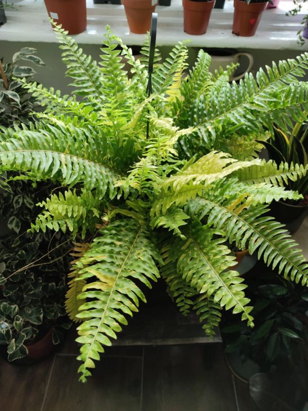 Nephrolepsis exaltata variegata XXL
