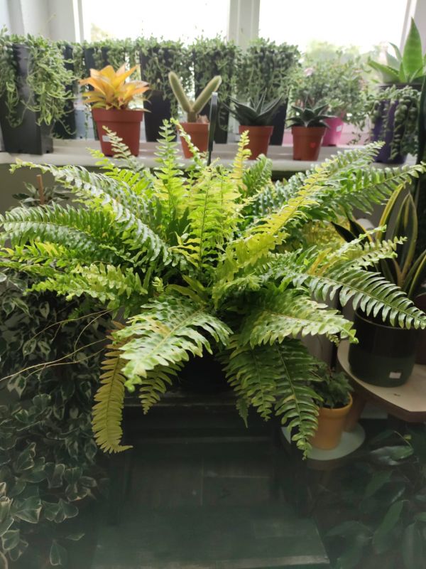 Nephrolepsis exaltata variegata XXL