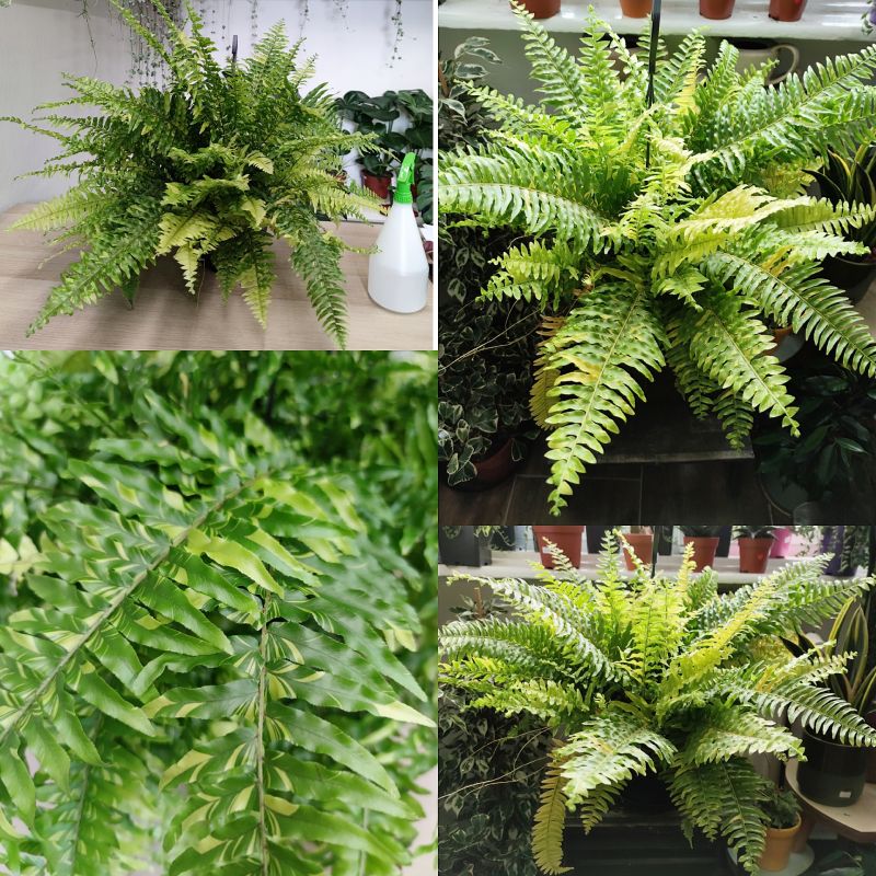 Nephrolepsis exaltata variegata XXL