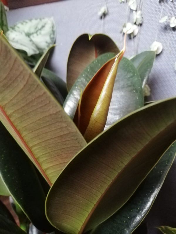 Ficus elastica Melany