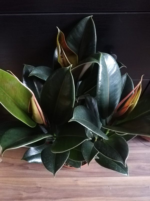 Ficus elastica Melany