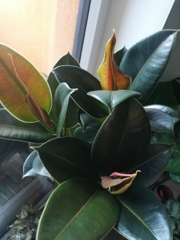 Ficus elastica Melany